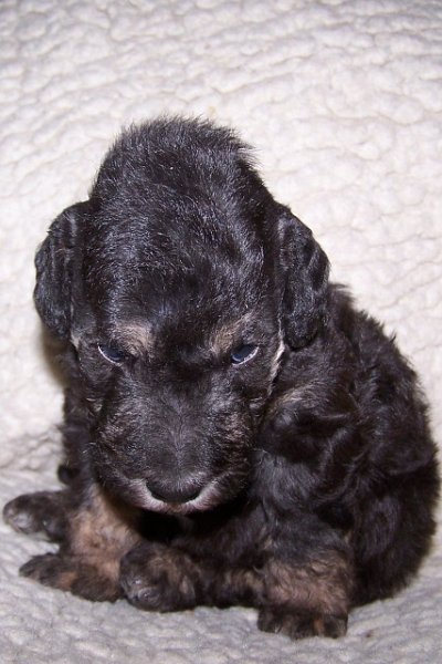 Arc-en-ciel Arlequin 06.02 (13).JPG